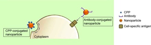 Figure 8 Stimulating endocytosis through CPP and antibody conjugation of nanoparticles.Abbreviation: CPP, cell-penetrating protein or peptide.