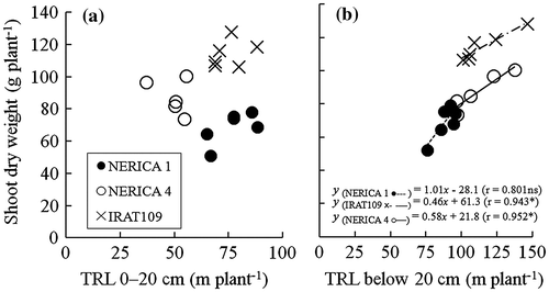 Figure 3. Relationship between total root length (TRL) at 0–20-cm soil depth and shoot dry weight (a), and TRL below 20-cm soil depth and shoot dry weight (b) under 11–18% v/v soil moisture content for NERICA 1 (●), NERICA 4 (○—), and IRAT109 (×– –) plants grown in a field with a sloping bed system in Experiment 1 in 2011. Total root length and shoot dry weight were determined at 102 d after transplanting. *Indicates significance at p < 0.05.