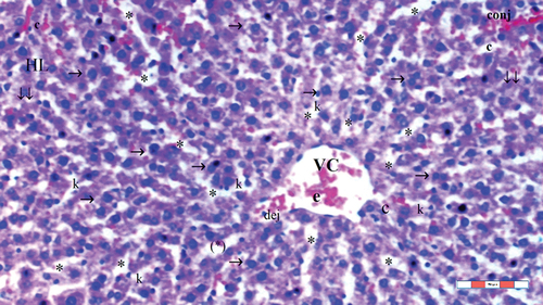 Figure 5. Light microscopic view of liver tissue of group IR-FC60 (HL: hepatic lobules; VC: vena centralis; con: congestion; *: sinusoid dilatation; ↓↓: infiltration; →: hepatocyte; c: dikaryotic hepatocytes; k: kupffer cell hyperplasia; dej: hydrophilic degeneration; con: congestion), H&EX100.