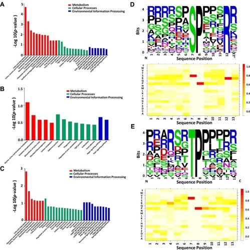 Figure 4 The key signaling pathways and motifs involved in the dysregulated phosphoproteins. (A–C) The key signaling pathways enriched by KEGG annotation in the HCC/Pan group, PVTT/HCC group and PVTT/Pan group, respectively. (D, E) The sequence motif analysis of p-sites in the phosphoproteome consisting of 14 residues surrounding the targeted site by Motif-X; and the heatmap for the distribution of amino acids flanking p-sites in the phosphoproteome in the HCC/Pan group and PVTT/Pan group, respectively.