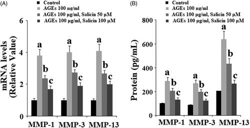 Figure 5. Salicin treatment ameliorated AGEs-induced expression of MMP-1, MMP-3, and MMP-13 in human SW1353 cells. Human SW1353 cells were treated with 100 μg/ml AGEs in the presence or absence of 50 and 100 μM salicin for 48 h. (A). Expression of MMP-1, MMP-3, and MMP-13 at the gene levels was determined by real time PCR analysis; (B). Expression of MMP-1, MMP-3, and MMP-13 at the protein levels was determined by ELISA (a, b, c, p < .01 vs. previous column group).