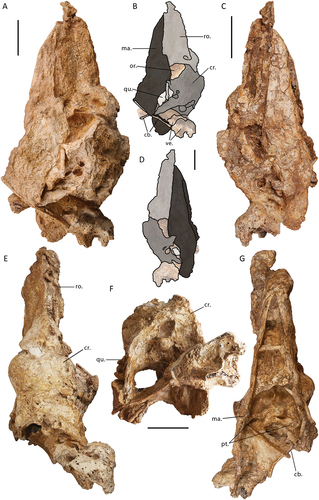 Figure 1. The near-complete, articulated skull of Genyornis newtoni (SAMA P59516): A. Left lateral view; B. Left lateral view outlined with major parts distinguished; C. Right lateral view; D. Right lateral view outlined with major parts distinguished; E. Dorsal view; F. Caudal view; G. Ventral view; H. Rostral view. Annotations: cb., ceratobranchial; cr., cranium; ma., mandible; or., orbit; pt., pterygoid; ro., rostrum; qu., quadrate; ve., articulated vertebrae. Scale bars: 50 mm, E. to G. all to same scale.