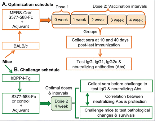 Figure 1. Schematic diagrams of optimization and challenge schedules. (A) Optimization schedule. BALB/c mice (5 groups) were immunized with S377-588-Fc protein and either boosted once at 1-, 2-, 3-, or 4-week intervals, respectively, or not boosted, as described in Materials and Methods. Sera were collected from the immunized mice at 10 and 40 days after the last immunization and tested for IgG, IgG1 and Ig2a, as well as neutralizing antibodies. (B) Challenge schedule. The hDPP4-Tg mice were first immunized with S377-588-Fc protein, or PBS control, at the optimal doses and interval. Next, sera were collected before challenge for testing neutralizing antibodies and the challenged mice were evaluated for pathological effects and survival, as described in Materials and Methods.