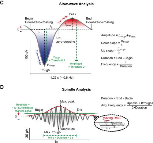 Figure 1 Experimental procedure and analysis of sleep-oscillations. (A) Thirty-three high hypnotizable subjects listened to a hypnosis (blue) or a control tape (red) while falling asleep according to a within-subject design. In both sessions participants either slept during a midday nap (90 min) or during the night (8h). Learning of a declarative paired associate learning task (PAL) was conducted before sleep and the recall of the same task after sleep. Analyses of slow-waves, sleep spindles and their coupling were conducted using the open-source SpiSOP tool (www.spisop.org; RRID: SCR_015673). (B) Coupling analyses were performed within the time window starting with the trough of the slow-wave until 1.2 s after this trough for slow and fast spindles. We identified coupling events where at least one detected sleep spindle trough (maximum negative amplitude) was detected within the specified time window. As a result, the number of matches and the percentage of matches relative to the total amount of slow-waves were calculated for each participant and lobe (frontal slow spindles, parietal fast spindles) during NREM sleep. (C) For detection of slow-waves, the signal was initially filtered between 0.3 and 3.5 Hz in each channel during NREM sleep. Second, all intervals with consecutive positive-to-negative zero crossings (down – up – down) were marked as putative slow-waves. They were only kept for further analyses, if their durations matched with a frequency between 0.5–1.11 Hz, while down-zero-crossings marked the begin and end of a slow-wave. Possible matches were considered as artifacts and excluded if their amplitude exceeded 1000 µV, or if both negative and positive half-wave amplitudes lay between –15 and +10 µV. Finally, a slow-wave was identified if the following two criteria were met: the negative half-wave peak potential (ptrough) was lower than 1.25 × the mean negative half-wave peak of all allegedly detected slow-waves within the respective EEG channel (Threshold 1); the amplitude (trough to peak) was larger than 1.25 × the mean amplitude of all other allegedly detected slow-waves within this channel (Threshold 2). As a result, number of slow-waves, density per 30s epoch NREM sleep, mean amplitude, duration, down slope (value of the negative half-wave peak divided by the time from the first zero-crossing to the trough in µV/s) and up slope (absolute value of the negative half-wave peak divided by the time from the trough to the next zero-crossing in µV/s) were calculated for each participant and channel during NREM sleep. (D) For the detection of sleep spindles, the EEG signal of each channel during NREM sleep was filtered with the frequency determined by an individual slow- and fast spindle power peak ± 1 Hz. Next, the root mean square (RMS) signal was computed using a sliding window with a size of 0.2 s and the resulting signal was smoothed in the same window with a moving average. A spindle was detected when the smoothed RMS signal exceeded an individual amplitude threshold by 1.5 standard deviations (SD) of the filtered channel signal for 0.5 to 3 s at least once. The threshold crossings marked the beginning and end of each spindle event and determined their duration. Amplitude of sleep spindles was defined by the voltage difference between the largest trough and peak (peak to trough potential). Spindles with an amplitude above 200 µV were excluded. Analysis resulted in data of the number of detected spindles, spindle density (per 30s NREM sleep epoch), mean amplitude (trough to peak potential), average oscillatory frequency (Avg. Frequency using number of peaks (#peaks) and number of troughs (#troughs)) and duration for each participant and channel (frontal slow spindles, parietal fast spindles) during NREM sleep. (B–D) Figures were retrieved from www.spisop.org/documentation/ and adapted with permission from the copyright owner (Frederik D. Weber).