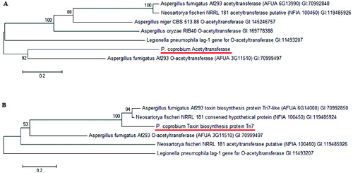 Figure 1. TreePlot showing the homology of AT-1 and AT-2 in P. coprobium compared to other acetyltransferases from other species and strains (Mega 5.1 software, Invitrogen Co. Ltd.).