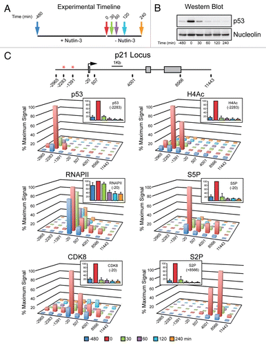 Figure 3 Rapid inactivation of p21 transcription following transient p53 activation in cells. (A) Experimental timeline. HCT116 cells were treated with Nutlin-3 for 8 h, drug was washed out and cell extracts were harvested at 0, 30, 60, 120 and 240 min following Nutlin-3 removal. (B) Western blot analysis demonstrating p53 accumulation in response to Nutlin-3 treatment and rapid degradation following drug removal. Nucleolin serves as a loading control. (C) A linear scale model of the p21 locus indicating exon structure, transcription start site and red asterisks representing the p53REs. The location of 8 PCR amplicons used in ChIP assays is also shown. ChIP assays were performed with antibodies recognizing total p53, H4Ac, CDK8, total RNAPII , S5P-CTD and S2P-CTD.