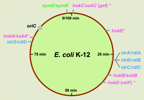 Figure 1. Localization of three different type I TA loci on the E. coli K-12 genome. hok/sok (pink), ldr/rdl (blue) and symE/symR (green) loci are shown. Asterisks show genes that are clearly degenerated or relics.