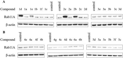 Figure 2. Effect of imidazo[1,2-a]pyridine (1–3; A) and imidazole (4–6; B) PC analogues on Rab11A prenylation in HeLa cells. Cells were treated for 48 h with PCs (100 µM). Rab11A and β-actin were detected in cytosolic fraction using Western blot.