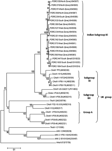 Figure 4. Phylogenetic tree of CAstVs based on complete capsid amino acid sequences. The tree was constructed with MEGA 5 using the neighbour-joining method and 1000 bootstrap replicates.