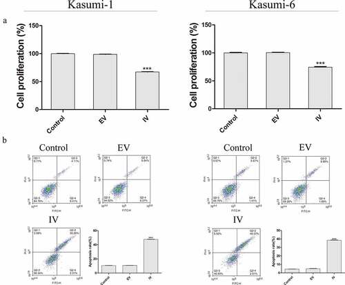 Figure 3. Proliferation of Kasumi-1 and Kasumi-6 cells in control, EV, and IV groups. (a) The extent of cell proliferation in control, EV, and IV groups was detected using a CCK-8 assay. (b) Apoptosis was detected by flow cytometry. *P < 0.05, **P < 0.01, ***P < 0.001 vs. control (n = 3).