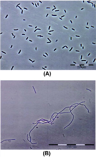 Figure 1. Morphology of the bacterial isolates KCМ-R5 (A) and KCМ-RG5 (B).