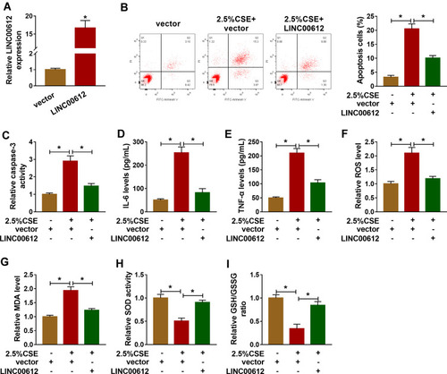 Figure 2 LINC00612 regulated apoptosis, inflammation, and oxidative stress in HPMECs treated with CSE. (A) The expression level of LINC00612 was quantified by RT-qPCR in HPMECs transfected with LINC00612 or vector. (B–I) HPMECs were divided into three groups: vector, 2.5% CSE+vector, and 2.5% CSE+LINC00612. (B) The percentage of apoptotic cells was shown by flow cytometry assay in HPMECs. (C) The caspase-3 assay kit was used to examine the caspase-3 activity in HPMECs. (D–E) The expression levels of IL-6 and TNF-α were assessed by ELISA kits in supernatant. (F–I) The oxidative stress was analyzed in HPMECs by measuring ROS production, MDA level, SOD activity, and GSH/GSSG ratio with colorimetric assay kits. Data shown are mean±SD and from three independent experiments. *P<0.05.