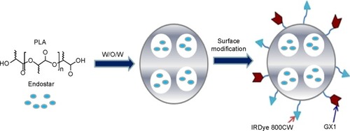 Figure 1 Fabrication process of GPENs. PLA-encapsulated Endostar nanoparticles were prepared through the W/O/W double-emulsion solvent evaporation method.Note: The surface of the nanoparticles was then modified with GX1 peptide and IRDye 800CW.Abbreviations: GPENs, GX1-conjugated poly(lactic acid) nanoparticles encapsulating Endostar; PLA, polylactic acid; W/O/W, water-in-oil-in-water.