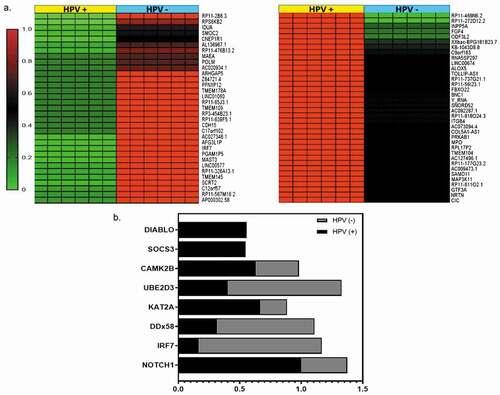 Figure 5. DNA-methylation patterns were identified by RRBS analysis in OPMD samples (a) Heat maps of DMRs in OPMD HPV+ and HPV – tissues. (b). Enriched reactome genes for DMRs in OPMD tissues involved in immune system regulation