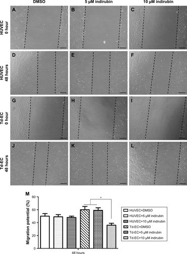 Figure 3 Effects of indirubin on Td-EC migration ability in vitro.