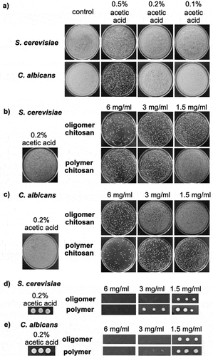 Figure 1. Minimum Fungicidal Concentration (MFC) of chitosan derivatives. (a) Effect of acetic acid on S. cerevisiae and C. albicans was determined by broth dilution method. MFC of oligomer and polymer chitosan against S. cerevisiae (b, d) and C. albicans (c, e) was determined by broth and agar dilution assays, respectively.