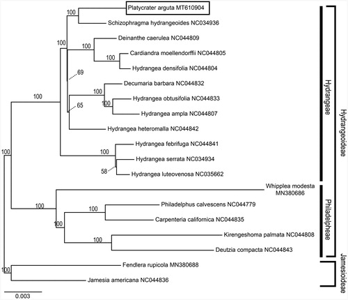 Figure 1. ML phylogenetic tree based on concatenated chloroplast CDS sequences of 19 species from Hydrangeaceae. Relative branch lengths are indicated. Numbers above each branch are the support values. Accession numbers are written behind species names.