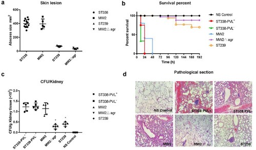 Figure 6. The virulence potential of ST338 isolates in vivo. (a). Comparison of invasive capacity among ST338 isolates, MW2, HA-MRSA ST239 strain and the MW2Δagr mutant. Abscess area on day 3 after infection. **P<0.01 (q test). (b). Survival analysis of mice (n=10 per isolate) injected with 2×109 CFU or NaCl solution. Survival curves were compared with the log-rank (Mantel–Cox) test. (c). CFUs in kidneys. *P<0.05 (q test). (d). Haematoxylin and eosin staining of lung tissue at 48 h post infection. Inflammatory cell infiltration and tissue damage were greater in ST338 isolates than in HA-MRSA ST239 and the MW2Δagr mutant. A thickened alveolar septum, oedema and congestion, inflammatory cuffs of blood vessels, and leukocyte influx were observed.