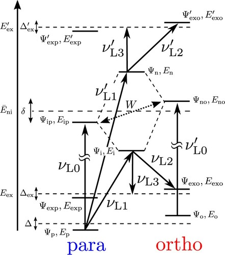 Figure 4. Elementary level scheme for intramolecular couplings (not to scale). Pure para states are shown in the column above ‘para’, pure ortho states above ‘ortho’ and molecular eigenstates with contributions from both ortho- and para-states in the middle column (similar to Figure 6 in [Citation22], where the otherwise self-explanatory notation is introduced).