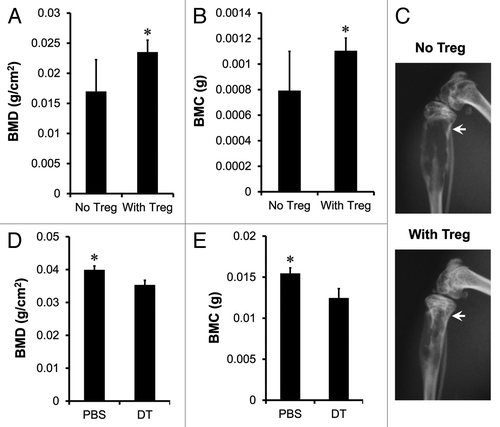 Figure 6. Treg cells suppress osteoclast differentiation and function in vivo. (A–C) Human Treg cells suppressed osteoclast differentiation. Prostate cancer bone metastasis was established in NOD.SCID mice with PC-3 intratibial injection. On day 7 after tumor inoculation, mice were intravenously transfused with activated Treg cells. On day 25, BMD (A) and BMC (B) of tibial trabeculae were measured. Representative radiographic images showed the bone destruction of tibial trabeculae (C) on day 25. Results are expressed as mean ± SD n = 6/group, *p < 0.05. (D and E) Mouse Treg cells suppressed osteoclast differentiation. RM1 tumor bone metastasis was established in DEREG mice with tumor intratibial injection. Treg cells were depleted with DT injection. On day 15, BMD (D) and BMC (E) of tibial trabeculae were measured. Results are expressed as mean ± SD n = 5/group, *p < 0.05. DT, diphtheria toxin.