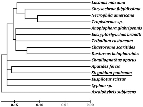 Figure 1. The neighbour-joining phylogenetic tree of S. paniceum and other beetles was constructed based on 13 mitochondrial protein-coding genes. The GenBank accession numbers used for tree constructed are as follows: A. fortis (NC_013582), Anoplophora glabripennis (NC_008221), Chaetosoma scaritides (NC_011324), Chrysochroa fulgidissima (NC_012765), Chauliognathus opacus (NC_013576), Cyphon sp. (NC_011320), D. helophoroides (NC_024271), E. brandti (NC_025945), Euspilotus scissus (NC_018353), Lucanus mazama (NC_80 013578), Necrophila americana (NC_018352), T. castaneum (NC_003081), and Tropisternus sp. (NC_018349).