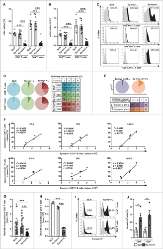 Figure 1. Phenotype and function of CD8+ and CD4+ T cells in lymphoma-bearing Eμ-myc mice. (A) Frequencies and (B) absolute numbers of CD8+ and CD4+ T cells in spleens from BL/6 mice, non-lymphoma-bearing (Eµ-myc-L) and lymphoma-bearing Eµ-myc mice (Eµ-myc+L) (n = 7–10 mice/group). (C) Expression and mean fluorescence intensities (MFI) of indicated inhibitory receptors on CD8+ T cells from spleens of BL/6 mice, Eµ-myc-L and Eµ-myc+L mice determined by flow-cytometry (black: staining, gray: isotype, MFI: MFI staining – MFI isotype). One representative FACS plot out of 7–12 is shown. (D) Frequency of co-expression of PD-1, 2B4 and LAG-3 on splenic CD8+ and CD4+ T cells from BL/6 (blue), Eµ-myc-L (green) and Eµ-myc+L (red) mice (n = 5–7 mice/group). (E) Eµ-myc mice were crossed to lymphocytic choriomeningitis virus (LCMV) gp33 TCR transgenic p14 mice (Eµ-myc x p14) and frequency of co-expression of inhibitory receptors on p14pos T cells was analyzed in non-lymphoma bearing Eµ-myc x p14–L (blue) and lymphoma bearing Eµ-myc x p14+L (orange) mice. (n = 2–3 mice/ group). (F) Frequency of PD-1, 2B4, and LAG-3 expressing CD8+ (upper panel) and CD4+ T cells (lower panel) were determined and correlation with absolute B cell numbers was analyzed (n = 6 mice/group). Data are depicted as linear regression curves, calculated using Ozone correlations (Graph Pad Prism5). The “goodness of fit” is displayed as the coefficient of determination ( = r2) (perfect fit: r2 = 1) and significance is displayed as p values (p < 0.05, p < 0.01, p < 0.0001). The correlation coefficient r was calculated using Pearson correlation (perfect correlation: r = 1). (G) CD8+ and (H) CD4+ T cells were isolated from spleens of BL/6, Eµ-myc-L and Eµ-myc+L (n = 25–22 mice/group for CD8+; n = 3–9 mice/group for CD4+) and 3[H]-TdR incorporation was assessed after stimulation with plate-bound αCD3 monoclonal antibody (mAb) for 72 h. (I) Annexin-V staining of splenic CD8+ or CD4+ T cells, from BL/6 and Eµ-myc+L mice directly ex vivo (black: staining, gray: isotype). One representative plot out of 4 is shown. (J) Frequency of Annexin-V+ CD8+ and CD4+ T cells from BL/6 and Eµ-myc+L mice (n = 4 mice/group). Data are displayed as mean ± SEM. Statistics: Student's t test. *p < 0.05, ***p < 0.0001. See also Supplementary Figure S1.