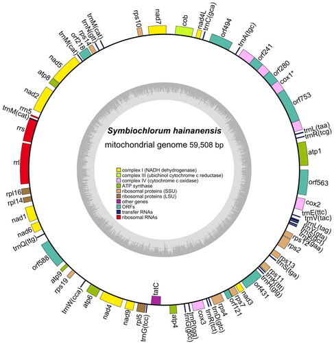 Figure 2. The complete mitochondrial genome map of S. hainanensis. Arrangement of 58 genes represented in the map, including 31 protein-coding genes, 24 transfer RNA genes, and 3 ribosomal RNA genes.