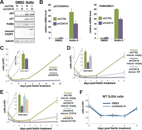 FIG 7 CDK19 knockdown sensitizes SJSA cells to nutlin-3. (A) Western blot data showing stabilization of p53 protein in nutlin-3-treated cells; p21, PUMA, and cleaved caspase-3 also induced in nutlin-treated shCTRL or shCDK19 cells. (B) qRT-PCR analyses confirm that nutlin-3 induces p53 target gene expression and reveal that, as suggested in 5-FU-treated cells, induction of select p53 targets is diminished in shCDK19 cells. (C) Cell proliferation following 24 h of nutlin-3 treatment (shCTRL or shCDK19). Whereas shCTRL cells recover to a proliferative state, shCDK19 cells do not (inset: cell counts immediately after nutlin-3 treatment). (D and E) Rescue expression of WT CDK19 (D) or kinase-dead versions of CDK19 (E) reestablish cell proliferation after nutlin-3 treatment, indicating that the physical presence of CDK19 is important for SJSA cells to return to a proliferative state following nutlin-3 treatment. (F) The Mediator kinase inhibitor CA, which inhibits both CDK8 and CDK19 (Citation5), does not negatively affect SJSA cell recovery following nutlin-3 treatment, further implicating the CDK19 protein, not its kinase activity per se, as the underlying cause for the nutlin sensitivity.