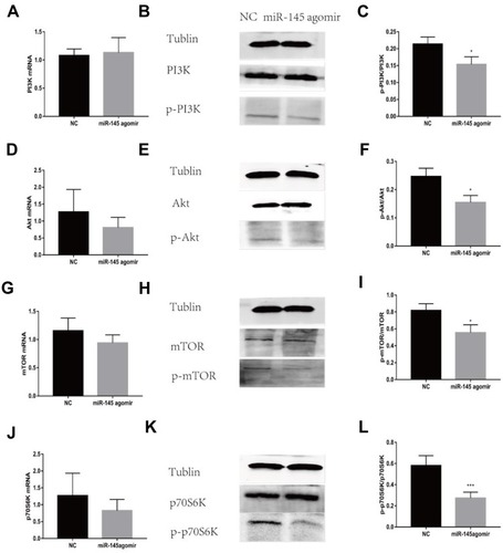 Figure 7 miR-145 inhibits PI3K/Akt/mTOR/p70S6K pathway activation in a mouse model of MA (n=5). Construction of a mouse model of MA in liver cancer, and intravenous injection of mmu-miR-145-5pagomir or negative control oligonucleotide. After 2 weeks, mice were sacrificed, and spleen tissue was isolated. PI3K mRNA (A), Akt mRNA (D), mTOR mRNA (G), and p70S6K mRNA (J) were measured by RT-PCR. Western blotting for p-PI3K (B, C), p-Akt (E, F), p-mTOR (H, I), and p-p70S6K (K, L). *P<0.05. ***P<0.01.Abbreviations: PI3K, phosphatidylinositol-3-kinase; p-PI3K, phosphorylation-phosphatidylinositol-3-kinase; Akt, protein kinase B; p-Akt, phosphorylation-protein kinase B; mTOR, mammalian target of rapamycin; p-mTOR, phosphorylation-mammalian target of rapamycin; p70S6K, p70 ribosomal protein S6 kinase; p-p70S6K, phosphorylation-p70 ribosomal protein S6 kinase; MA, malignant ascites; NC, negative control; RT-PCR, reverse transcription-polymerase chain reaction.