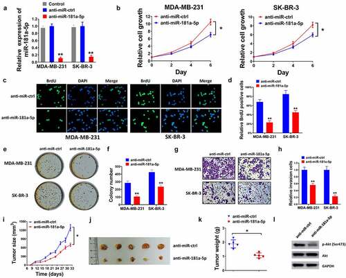 Figure 2. The inhibition of miR-181a-5p induced the suppression of proliferation, invasion, and xenograft formation. (a) Transfection efficiency in MDA-MB-231 and SK-BR-3 cells in the control, anti-miR-ctrl and anti-miR-181a-5p groups was measured by RT-qPCR. (b) Cell proliferation was assessed by CCK-8 assay when anti-miR-ctrl and anti-miR-181a-5p transfected for 0, 2, 4, 6 d. (c) BrdU assay was performed post-transfection. (d) Relative BrdU positive cells were quantified. (e) Colony formation was conducted post-transfection. (f) Colonies were counted. (g) Transwell invasion assay was performed after the transfection. (h) Invaded cells number was quantified. (i) Tumor size, (j) tumor images, and (k) tumor weight were examined in mice of anti-miR-ctrl and anti-miR-181a-5p groups. (l) The protein expression of AKT and p-AKT (Ser473) was detected using western blot. *P < 0.05 and **P < 0.01 compared with the anti-miR-ctrl group