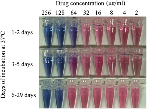 Figure 1 The cycloserine DST of M. hassiacum 95085. The cycloserine solutions had been previously incubated at 37 °C for 1 to 29 days. According to Alamar Blue staining, which is an indicator of the MIC, the results can be divided into three stages.