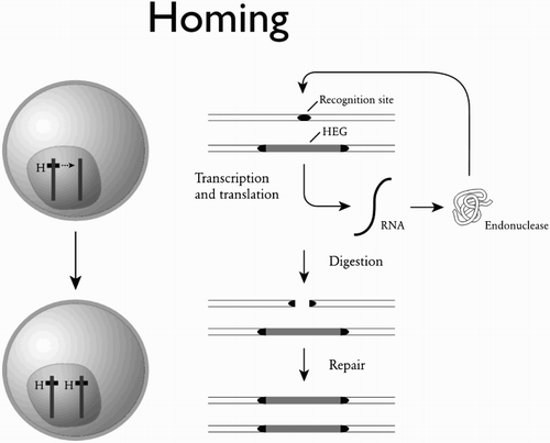 Figure 4. The homing reaction. Diploid cells that are initially heterozygous for the presence of a gene encoding a DNA-cutting enzyme (an ‘endonuclease’) can be converted to homozygotes when the gene is in the middle of its own recognition sequence. The presence of the gene protects the chromosome it is on from being cut, and only chromosomes not containing the gene are cut. The cell’s repair machinery can then use the intact chromosome as a template for repair, resulting in the gene being copied across to the chromosome where previously it was absent. HEG: homing endonuclease gene. After Burt and Trivers (Citation2006).