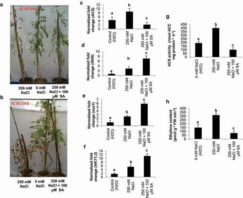 Figure 1. Response of tomato cv, Pusa Ruby plants to salinity stress (250 mM NaCl) and salicylic acid (100 µM SA) treatments as compared to control (H2O) at 45 and 90 DAS (a-b). The endogenous transcript levels of ACS2, NHX1, sos1 and HKT1;2 (c-f), ACC synthase enzyme activity (pmol ACC mg protein−1 h−1) (g) and ethylene content (pmol g−1 FW min−2) (h) in treated and untreated tomato cv, Pusa Ruby plants at 45 DAS as compared to control (H2O)