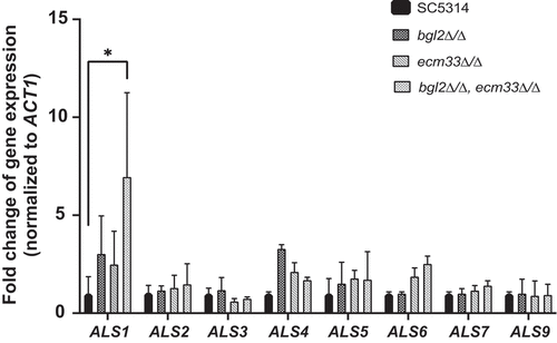 Figure 6. Expression of C. albicans ALS genes in wild-type and mutant strains. C. albicans strains were cultured in YPD medium and then total RNA was isolated and subjected to qRT-PCR. Gene expression was normalized against the C. albicans ACT1 gene and is reported for each ALS gene relative to expression in wild-type strain SC5314. All experiments consisted of triplicate measurements (technical replicates) and experiments were carried out three times (biological replicates) (± SD). (*p < 0.05)