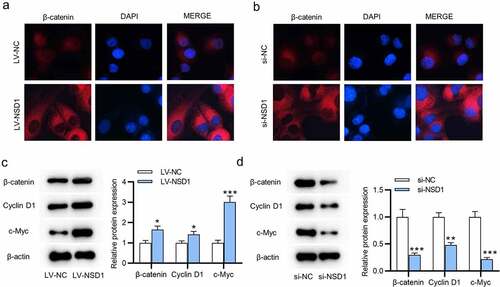 Figure 4. NSD1 knockdown inactivates Wnt/β-catenin pathway. (a-b) Immunofluorescence assays identified the distribution of β-catenin after transfection of LV-NC or LV-NSD1 and si-NC or si-NSD1. (c-d) Western blotting detected the levels of proteins that related to the Wnt/β-catenin signaling pathway after transfection. *p < 0.05, **p < 0.01, ***p < 0.001.