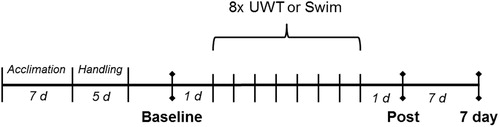 Figure 1. Timeline of study. Behavioral testing (EPM and ASR) occurred at “Baseline” and “Post” time points. Blood sample collection occurred at “Baseline”, “Post”, and “7 day” time points. Adolescent and adult rats were either exposed to eight underwater trauma (UWT) or swim-only sessions (n = 12/group) between Baseline and Post time points.