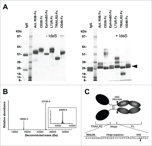 Figure 1. Cleavage of Fc-fusion proteins by IdeS. (A) Reducing SDS-PAGE analysis of uncleaved Fc-fusion proteins (left panel) and following treatment with IdeS (right panel). Lanes were loaded with the following samples: 1) total human IgG; 2) molecular weight standards; 3) Activin RIIB-Fc; 4) CD28-Fc; 5) EphrinB3-Fc; 6) Lymphotoxin βR-Fc; 7) TRAILR2-Fc ; 8) CD40-Fc. All samples were commercially obtained except for TRAILR2-Fc and CD40-Fc which were in-house reagents. The arrowhead in the right panel marks migration of the cleaved Fc fragment. (B) Intact mass spectra of IdeS-treated TRAILR2-Fc after deglycosylation and reduction. The experimentally observed masses were in good agreement with the calculated masses of fragments based on cleavage between Gly236-Gly237 in the Fc region (calculated TRAILR2-containing fragment mass: 16,892.9 Da; calculated Fc fragment mass: 23,791.9 Da). The inset shows the intact mass of untreated TRAILR2-Fc following deglycosylation and reduction (calculated mass: 40,666.8 Da). (C) Schematic representation of the TRAILR2-Fc-fusion protein and location of the IdeS cleavage site.