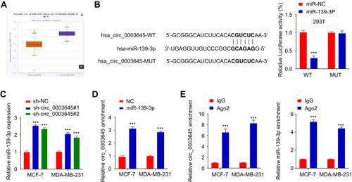 Figure 3 Circ_0003645 acts as a sponge for miR-139-3p. (A) The predicted expression of miR-139-3p in breast cancer proliferation through TCGA database. (B) The predicted binding sites of miR-139-3p within the circ_3645 sequence and luciferase assay of cells co-transfected with miR-139-3p mimics and wild-type or mutant luciferase reporter. (C) The expression of miR-139-3p after knockdown of circ_0003645 in MCF-7 and MDA-MB-231 cell lines using qRT-PCR analysis. (D) RNA pull-down experiment with miR-139-3p probes in two breast cancer lines (MCF-7 and MDA-MB-231). (E) RIP assay exhibiting the enrichment of circ_0003645 and miR-139-3p in the Ago2 fraction related with IgG fraction. ***P < 0.001.