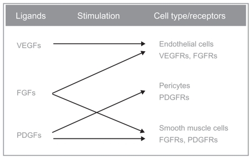 Figure 1 Triple mechanism of action of BIBF-1120: it inhibits all three VEGFR subtypes, PDGFR-α and PDGFR-β and FGFR types 1, 2, and 3. Other targets of this drug are the FLT-3 (inhibition of acute myelogenous leukemia cell proliferation), and members of the Src-family (Src, Lyn, and Lck).
