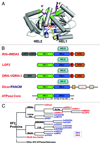 Figure 1. DRAs and related nucleic acid-dependent ATPases. (A) The conserved SF2 ATPase/helicase core. The figure is prepared from eIF4aIII, which is a component of the exon junction complex (PDB: 2J0S). Positions of the characteristic motifs are highlighted. (B) Domain organization of DRAs. Domains are not to the scale. C-terminal regions that resemble the ATPase domains of Dicer and FANCM-like proteins are simplified and are not labeled. (C) Schematic cladogram showing DRAs within the SF2 family of proteins, specifically the DEAD box family and double stranded nucleic acid binding ATPases. The alignment and family trees were determined with the UGENE software package.Citation118 The multiple sequence alignment was run with T-CoffeeCitation119 on the core ATPase/helicase domains listed in Table 1 and the family tree was determined using the PHYLIP Neighbor Joining method with the Jones-Taylor-Thornton distance matrix. Pair-wise sequence identity for the ATPase core regions of DRAs range from the highest 42% (hsMDA5: hsLGP2) and 36% (hsRIG-I: hsMDA5), to 26% (hsRIG-I: ceDRH-1) and 21% (ceDRH-1: ceDRH-3), with the lowest 14% between hsDicer1 and ceDRH-3.