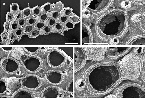 Figure 3. Callopora dumerilii. (a) Colony. (b) Autozooid with avicularia. (c) Close up of maternal zooids. (d) Maternal zooid with ovicell. Scale: (a) 500 µm; (b–d) 200 µm.