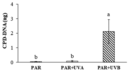 Figure 1. CPD-DNA levels (ng) of Sargassum filipendula after 10 days of exposure to PAR, PAR+UVA, and PAR+UVB radiation treatments. Values are expressed as mean ± SD (n = 5). Letters indicate differences according to one-way ANOVA and Newman–Keuls post-hoc test (p < 0.05).