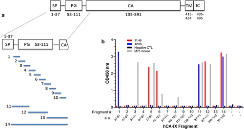 Figure 5. Epitope mapping by yeast surface display strategy. (a) Cartoon depicting the CA-IX N-terminal fragments that were expressed on the cell surface of yeast. (b) ELISA results showing the yeast-displayed CA-IX fragments binding to mAb 11H9 (red), 12H8 (blue) and M75 (gray).