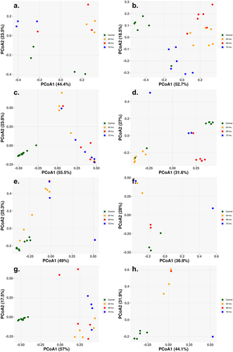 Figure 4. Principal coordinate of analysis (PCoA) reveals the time-dependent shift of metagenome profiles after oral treatment. (a) Low-dose ciprofloxacin. (b) Low-dose fosfomycin. (c) Low-dose combination ampicillin, ciprofloxacin. (d) High-dose combination ampicillin, ciprofloxacin. (e) High-dose combination ampicillin, fosfomycin. (f) High-dose combination ciprofloxacin, fosfomycin. (g) Triple combination low-dose ampicillin, ciprofloxacin, fosfomycin. (h) triple combination high-dose ampicillin, ciprofloxacin, fosfomycin. For each antibiotic cohort, the bacteria genera identified from each sample (solid dots) were subject to PCoA and the first and second principal coordinates are shown as X- and Y-axis, respectively. Within all three cohorts, there was a general trend in the way samples grouped together. Control samples grouped together and away from treated samples (24, 48, 72 h) indicating a change in genus profiles after treatment. The only exception being the combination of ampicillin and ciprofloxacin at a high dose where two of the control samples grouped with the 24 h and 72 h samples.