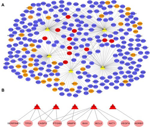 Figure 2 The drug-target network of HJT (A) and drug-candidate target network of HJT for treating DA (B). (A) The components of HJT are indicated by yellow triangles. The blue circles represent validated targets, the orange circles represent predicted targets and the red circles represent both validated and predicted targets. (B) The nodes in red refer to components of HJT, and the nodes in pink refer to candidate targets.