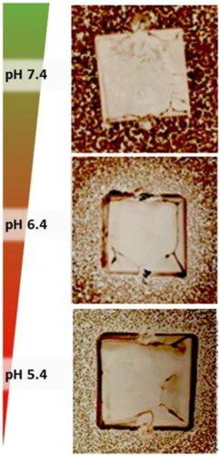 Figure 14. Antimicrobial inhibition zones of 9 × 9 mm2 DLC-ZnO-samples against Methicillin-Resistant S. aureus on Mueller Hinton Agar plate as a function of pH. ZOI is 9.5 mm for pH = 7.4, 13.0 mm for pH = 6.4 and 10.5 mm for pH = 5.4. Reproduced with permissions from [Citation269].