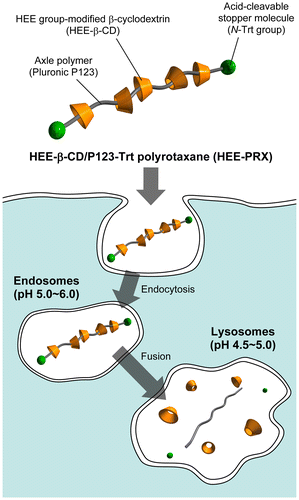 Figure 1. Schematic illustration of HEE group-modified acid-labile polyrotaxanes (HEE-PRXs) and their intracellular dissociation in response to endosomal/lysosomal pH reduction.