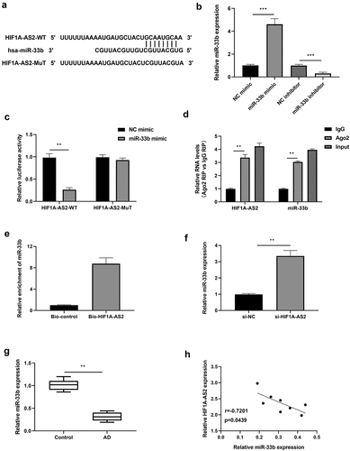 Figure 3. HIF1A-AS2 directly interacted with miR-33b in SMCs. (a) The binding sites of HIF1A-AS2-WT and HIF1A-AS2-MuT in the miR-33b were shown using starBase. (b) The expression of miR-33b was detected by RT-qPCR in SMCs treatment with miR-33b mimic or inhibitor. (c) The luciferase activity was measured in SMCs treatment with miR-33b mimic. (d) RIP analysis of HIF1A-AS2 or miR-33b expression in Ago2 and IgG group. (e) The targeting relations of HIF1A-AS2 and miR-33b were confirmed by RNA pull-down assay. (f) miR-33b expression in si-HIF1A-AS2-treated SMCs was measured by qRT-PCR. (g) miR-33b expression in AD tissues was detected by qRT-PCR. (h) Spearman correlation analysis of the correlation between HIF1A-AS2 and miR-33b. **P < 0.01, ***P < 0.001.