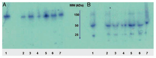 Figure 3 Autoradiograph of murine and chimeric RFB4 constructs on SDS gels. 125I-labeled mAbs were incubated for 24 h with mouse serum at 37°C and then 4–15% SDS-PAGE was performed under non-reducing (A) or reducing (B) conditions. Lane 1, murine RFB4; lane 2, cRFB4; lane 3, mcRFB4-P247W; lane 4, mcRFB4-I253A; lane 5, mcRFB4-H310A; lane 6, mcRFB4-H435A; lane 7, mcRFB4-AAA. This is one of three experiments.