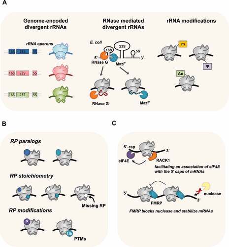Figure 1. Ribosome heterogeneity in nature. (A) Heterogeneity derived from genome or ribonuclease-mediated divergent rRNA sequences and its modifications can result in different types of ribosomes. (B) Specialised ribosomes also can originate from variations in RPs, including RP paralogs, RP stoichiometry, and PTM of RPs. (C) Unique interactions with ribosome-associated factors, such as RACK1 or FMRP, generate specialised ribosomes in nature.